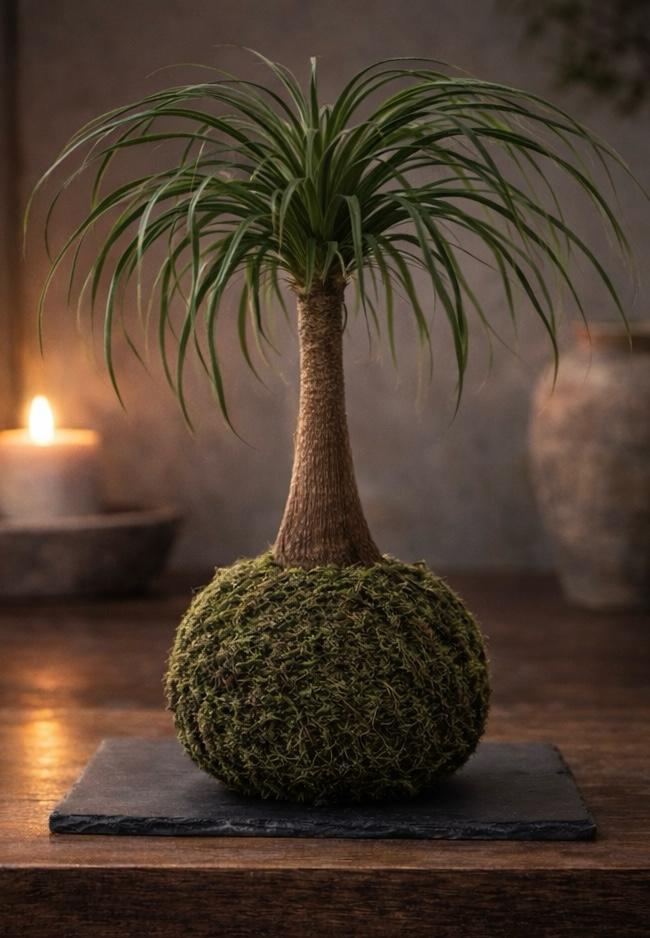 Traço | Kokedama de Beaucarnea Recurvata