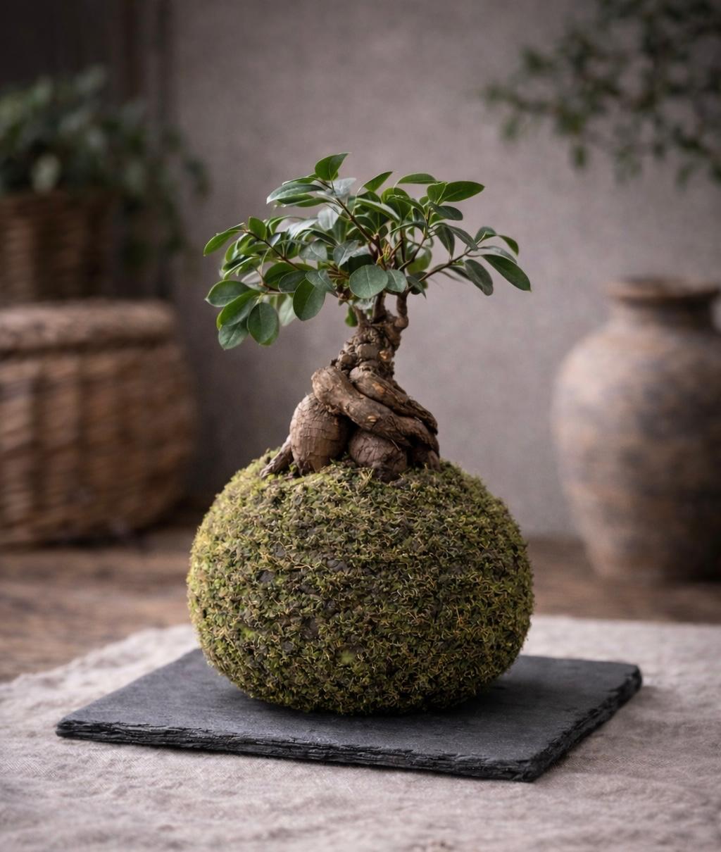 Raiz | Kokedama Ficus Ginseng