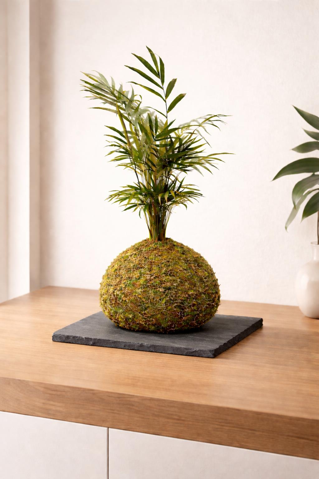 Sombra | Kokedama de Chamaedorea
