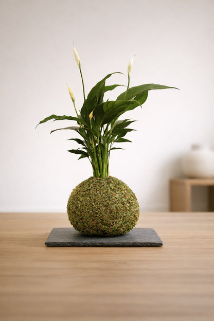 Véu | Kokedama de Spathiphyllum (lírio-da-paz)