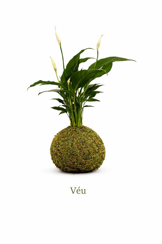 Véu | Kokedama de Spathiphyllum (lírio-da-paz)