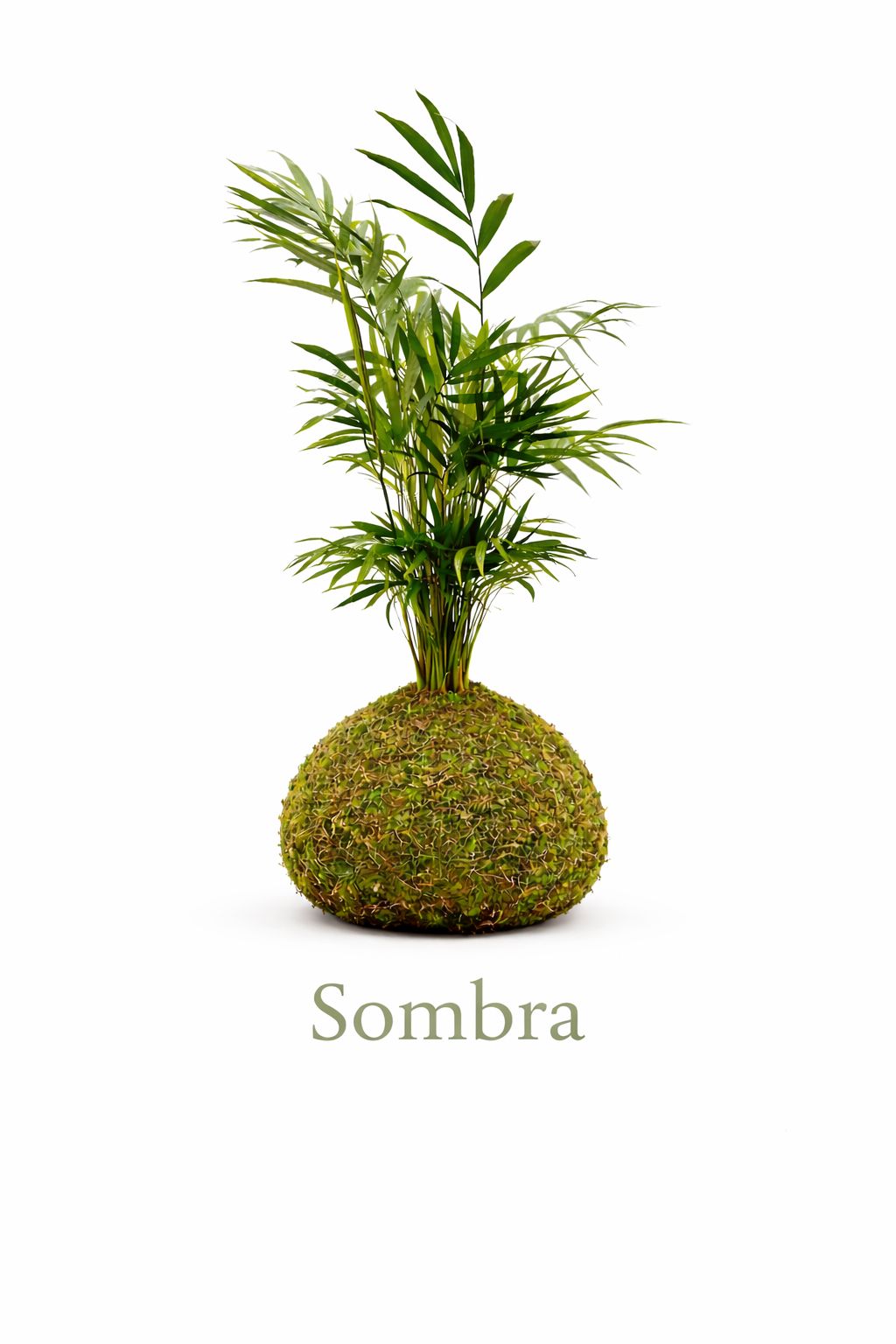 Sombra | Kokedama de Chamaedorea