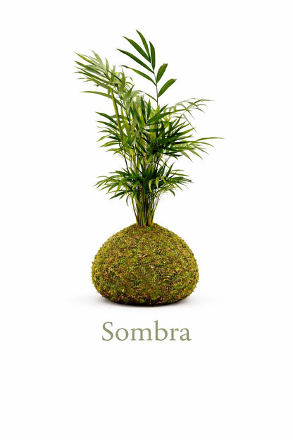 Sombra | Kokedama de Chamaedorea