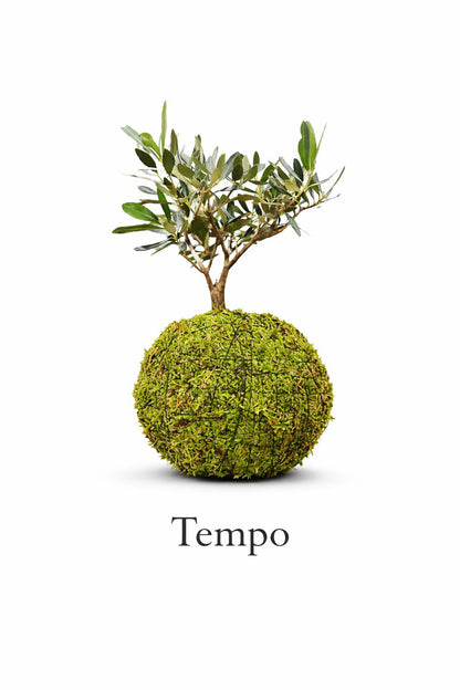 Tempo | Kokedama de Oliveira