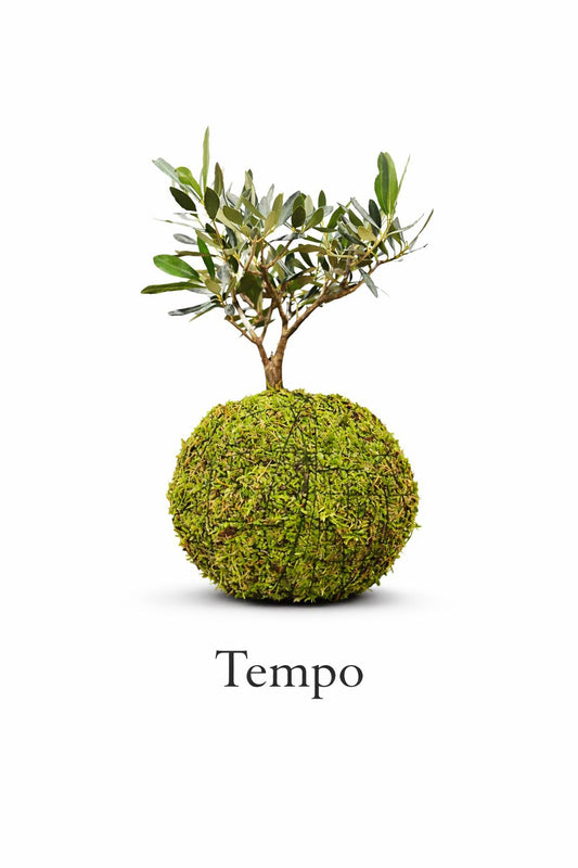 Tempo | Kokedama de Oliveira