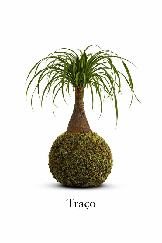 Traço | Kokedama de Beaucarnea Recurvata