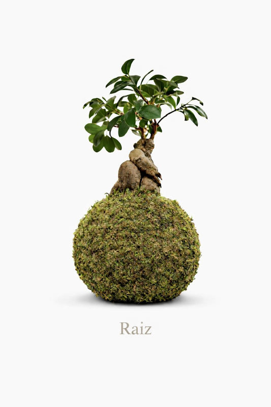 Raiz | Kokedama Ficus Ginseng