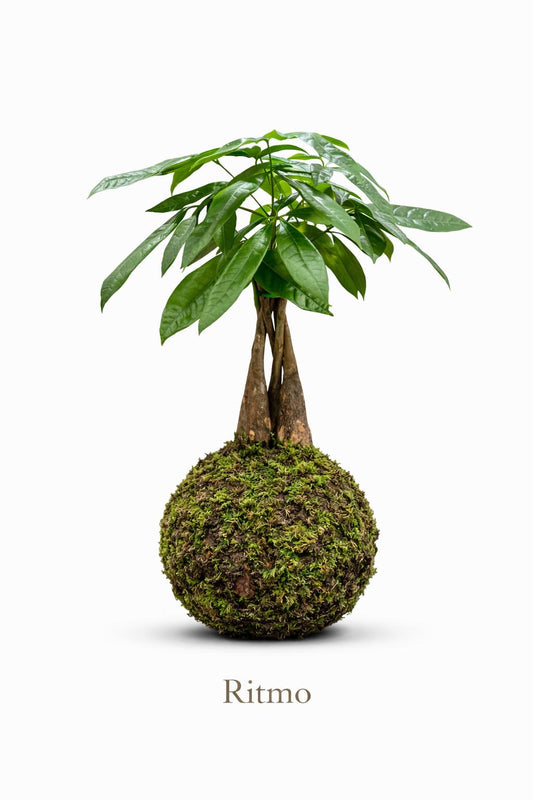 Ritmo | Kokedama de Pachira Aquática