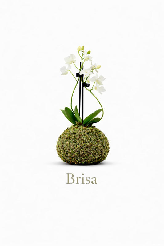 Brisa | Kokedama de Mini Orquídea