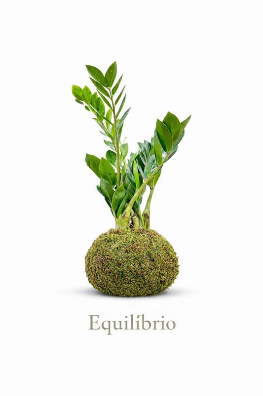 Equilíbrio | Kokedama de Zamioculca